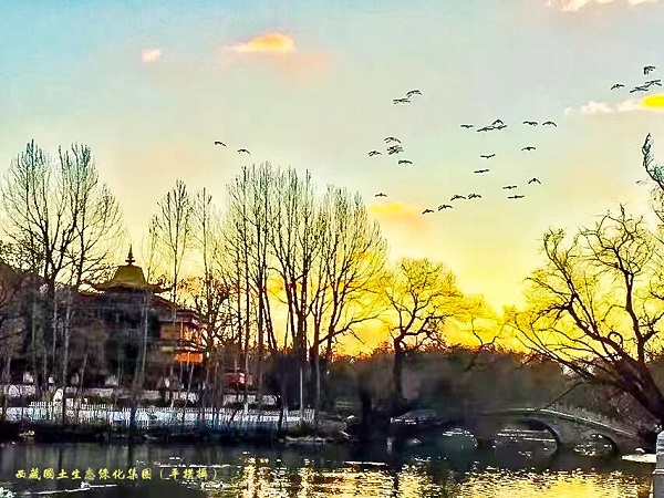 二等奖 河山绿化 平措朗杰 无题_proc.jpg